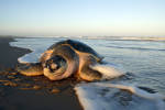 Olive Ridley Sea Turtle (Lepidochelys olivacea), Sergipe
