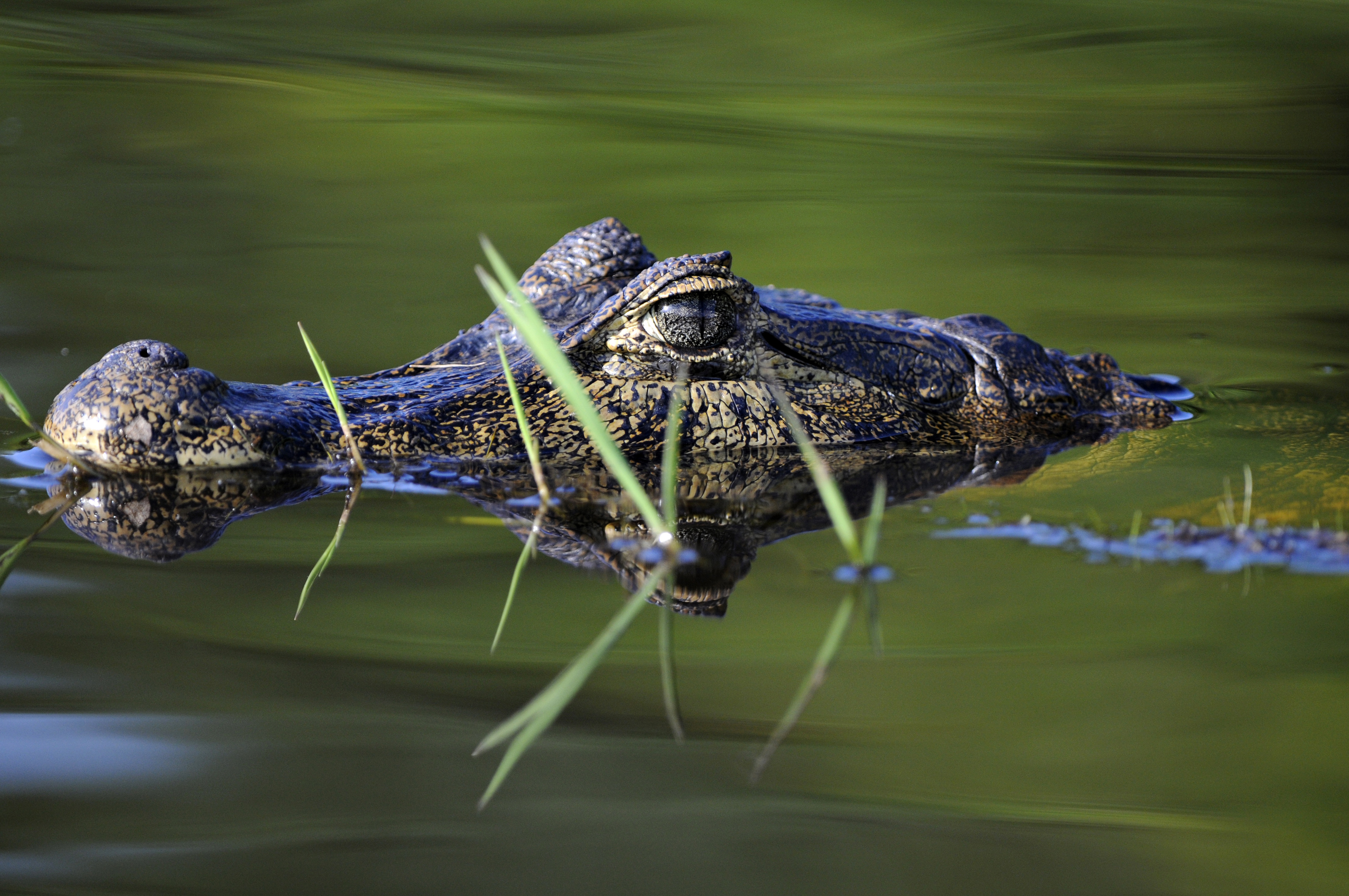 Caiman, Wetlands, Mato Grosso