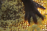 Cassava Flour Production, Pará