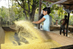 Cassava Flour Production, Pará