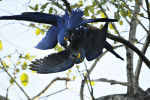 Hyacinth Macaw, Wetlands, Mato Grosso do Sul