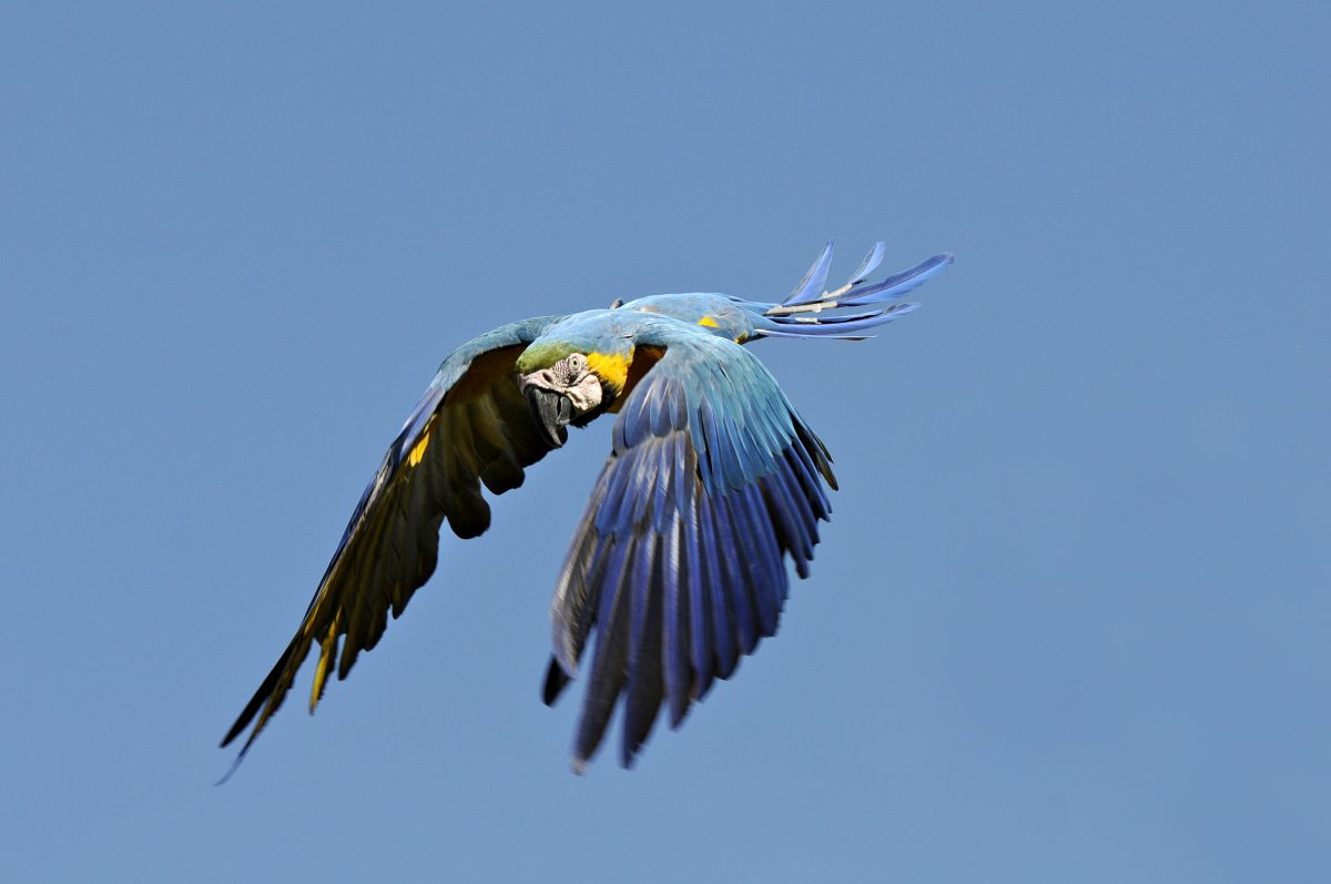 Blue-and-yellow Macaw, Wetlands, Mato Grosso do Sul