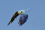 Blue-and-yellow Macaw, Wetlands, Mato Grosso do Sul