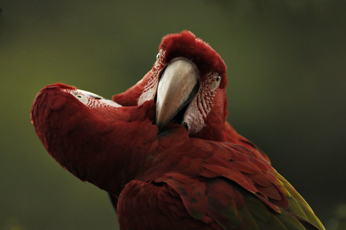 Red and green Macaw, Wetlands, Mato Grosso do Sul