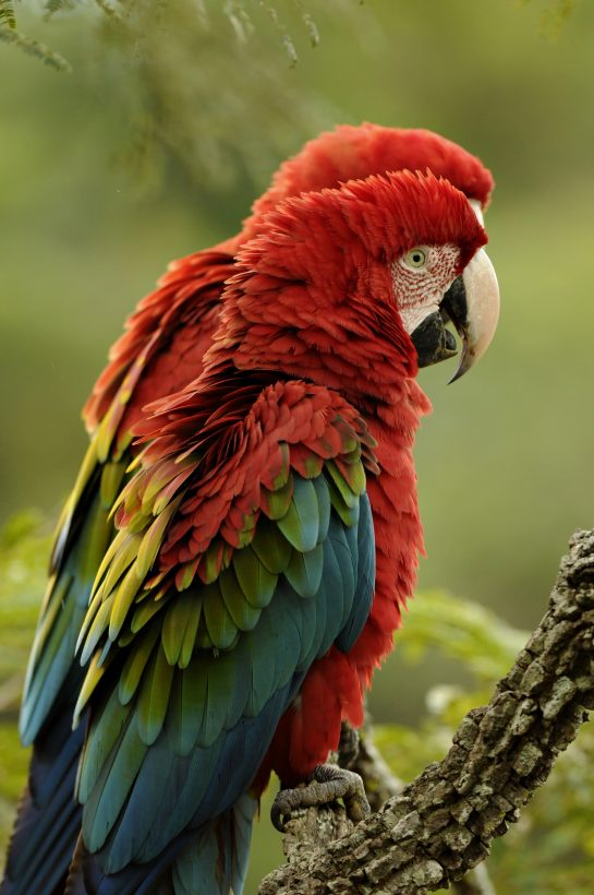 Red-and-green Macaw, Cerrado, Mato Grosso do Sul