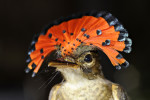 Royal Flycatcher, Amazon Rainforest