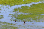 Marsh Deer, Wetlands, Mato Grosso do Sul