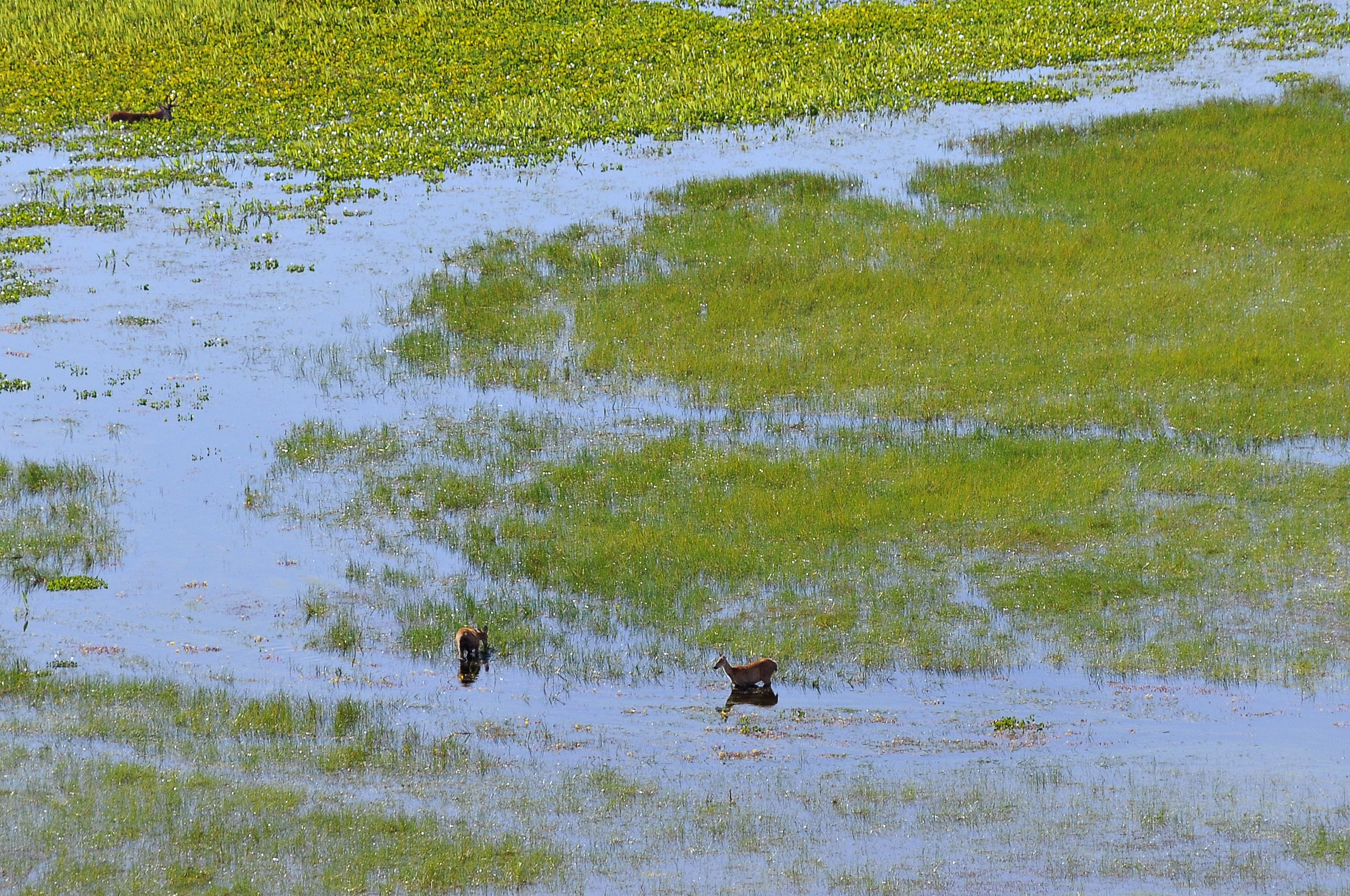 Marsh Deer, Wetlands, Mato Grosso do Sul