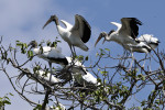 Wood Stork, Wetlands, Mato Grosso