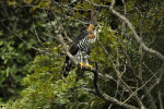 Ornate Hawk-Eagle, Cerrado, Mato Grosso do Sul