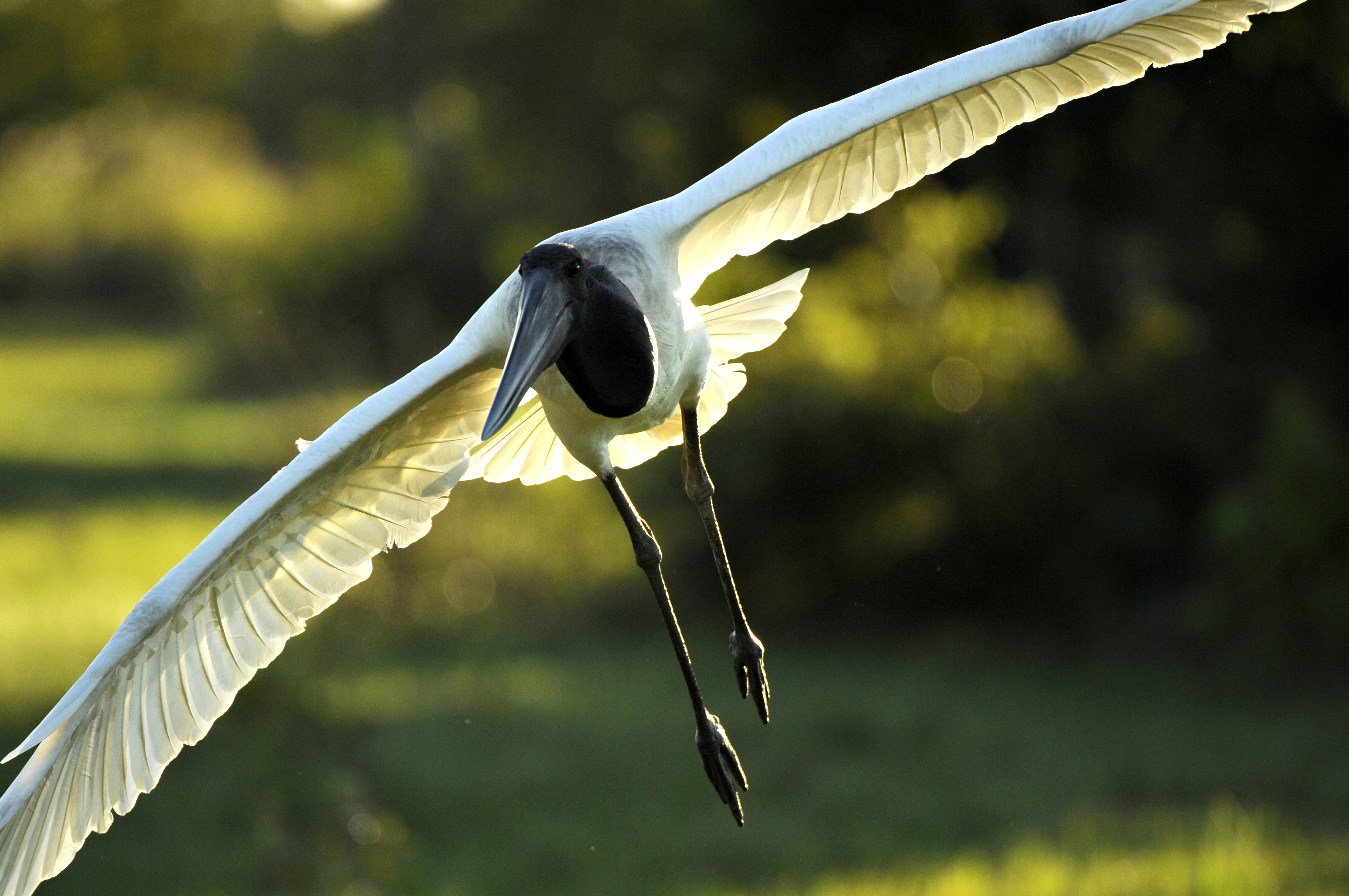 Jabiru Stork, Wetlands, Mato Grosso do Sul