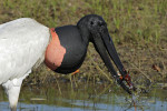 Jabiru Stork, Wetlands, Mato Grosso