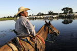 Cowboys, Wetlands, Mato Grosso do Sul