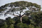 Amazon Rainforest, Pará