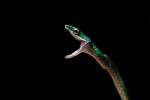 Neotropical tree snake, Amazon Rainforest, Pará