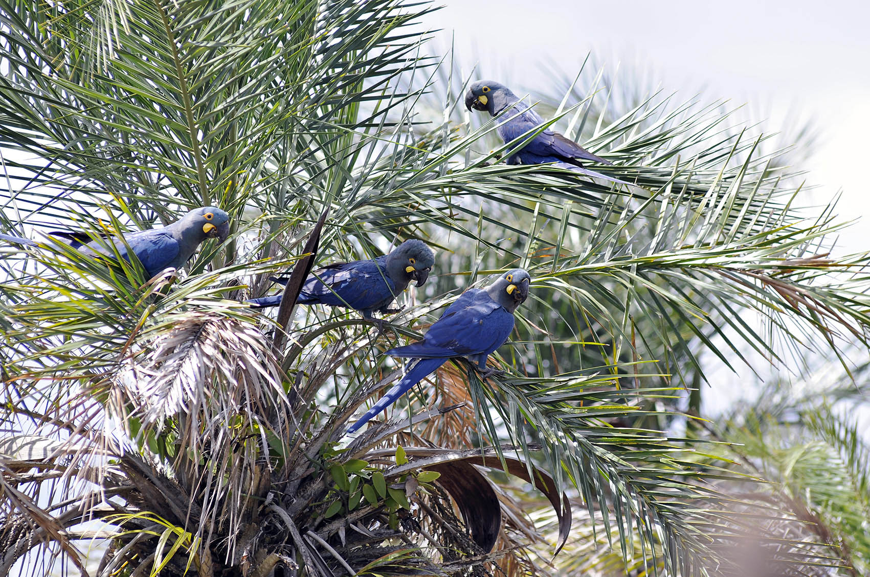 374@AdrianoGambarini2018