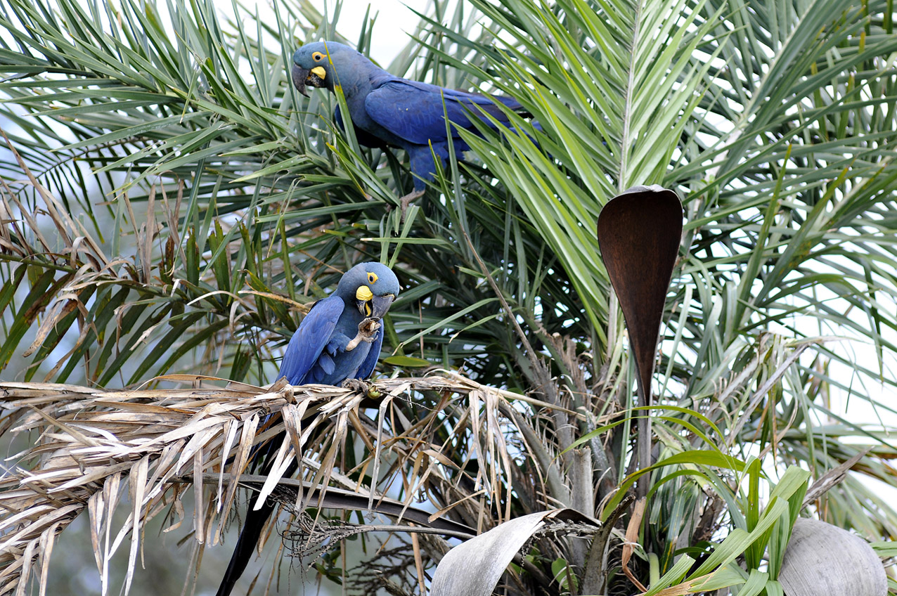 @Copyright44AdrianoGambarini