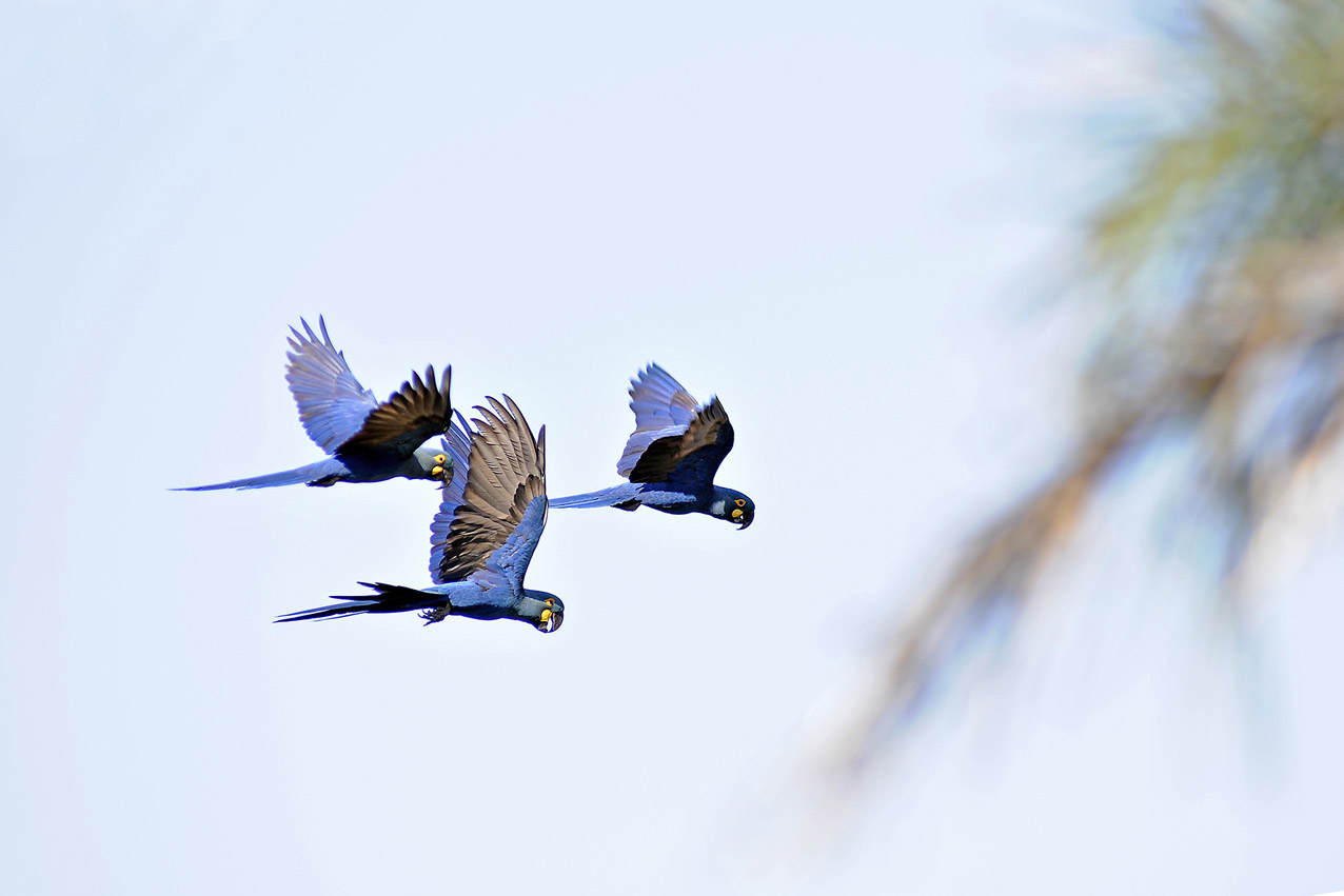 @Copyright47AdrianoGambarini